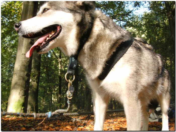 Tour Odenwald 089.jpg